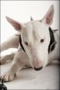 bull-terrier