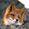 RedFox