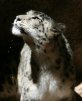 snow_leopard