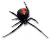 Spider.by