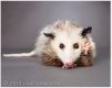 MalishMegaOpossum