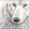 _White_Wolf_